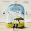 Xavier Polycarpe Animal Album Artwork Xavier Polycarpe Animal Album Artwork