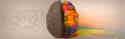 Brain1600 Half of a brain in rainbow colors